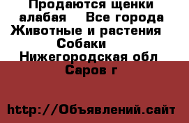 Продаются щенки алабая  - Все города Животные и растения » Собаки   . Нижегородская обл.,Саров г.